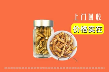 诚信求购:沧州市运河高价回收散虫草