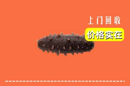 沧州市运河回收海参