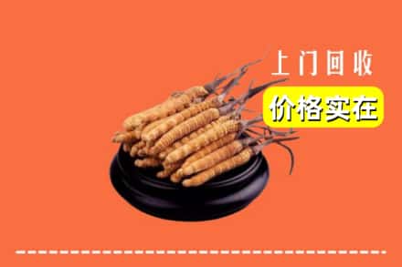 沧州市运河回收冬虫夏草